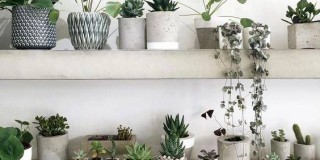 Verde domestico: le piante migliorano la qualità della casa
